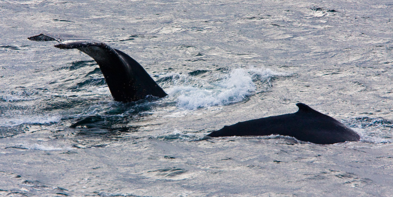 Humpback Whales